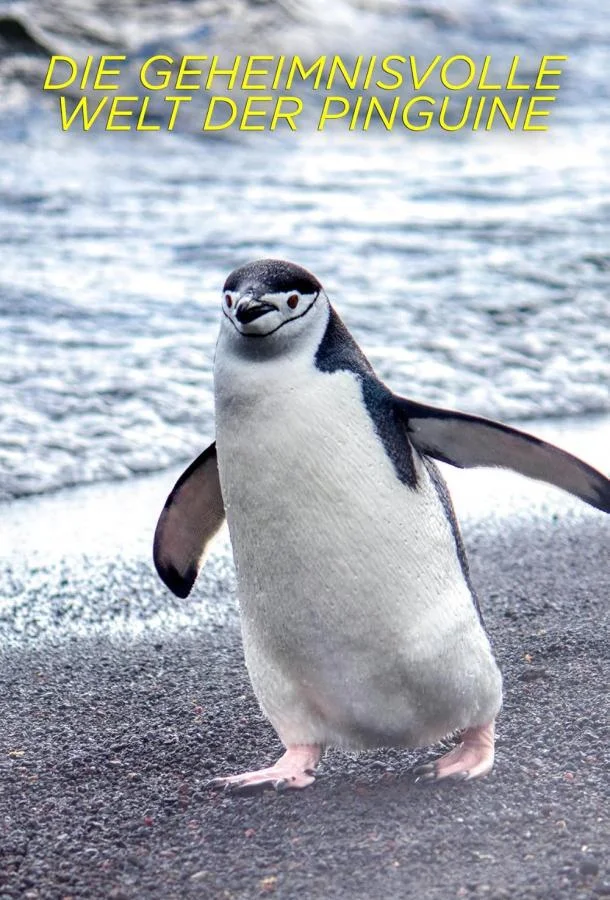 Секреты пингвинов